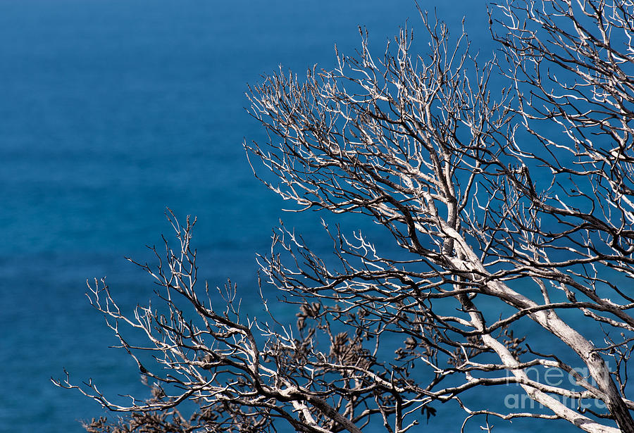 Dead Tree Blue Sea Photograph by Rick Piper Photography