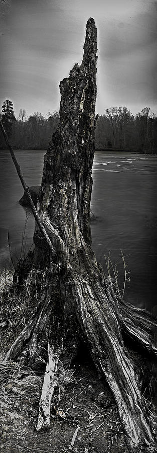 Tree Photograph - Dead Tree by Brian Archer
