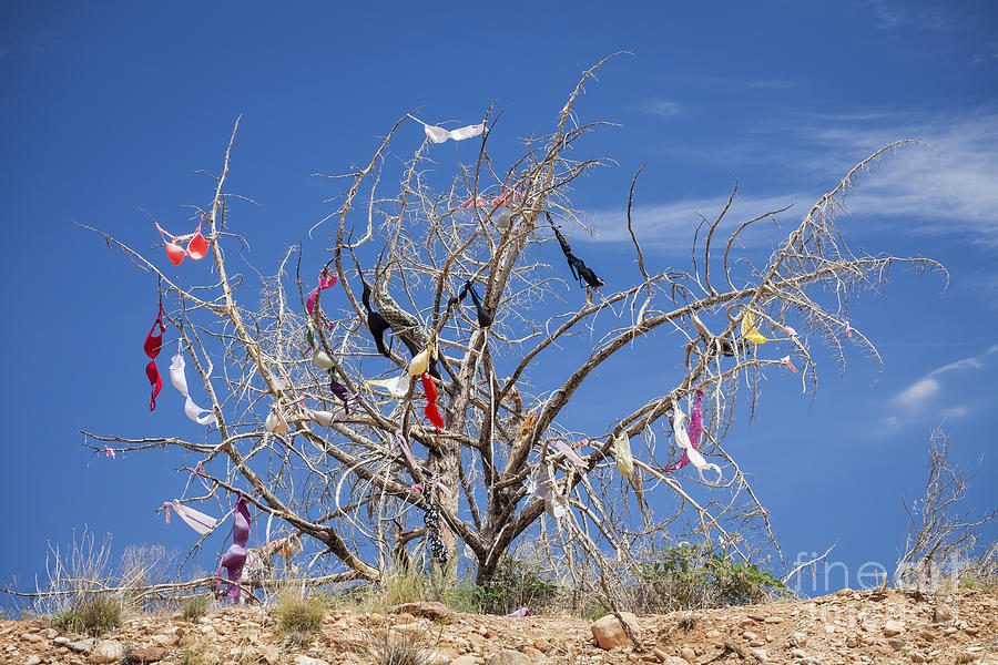 Dead Tree Covered in Womens Bras Photograph by Bryan Mullennix