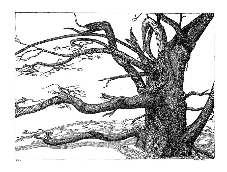 Dead Tree Drawing by Daniel Reed