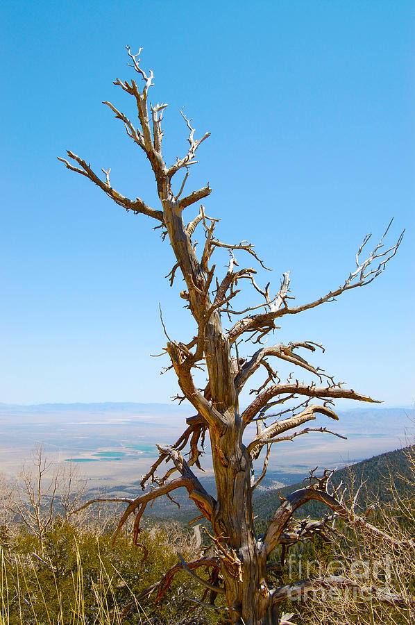 Dead Tree in Great Basin National Park Photograph by Debra Thompson