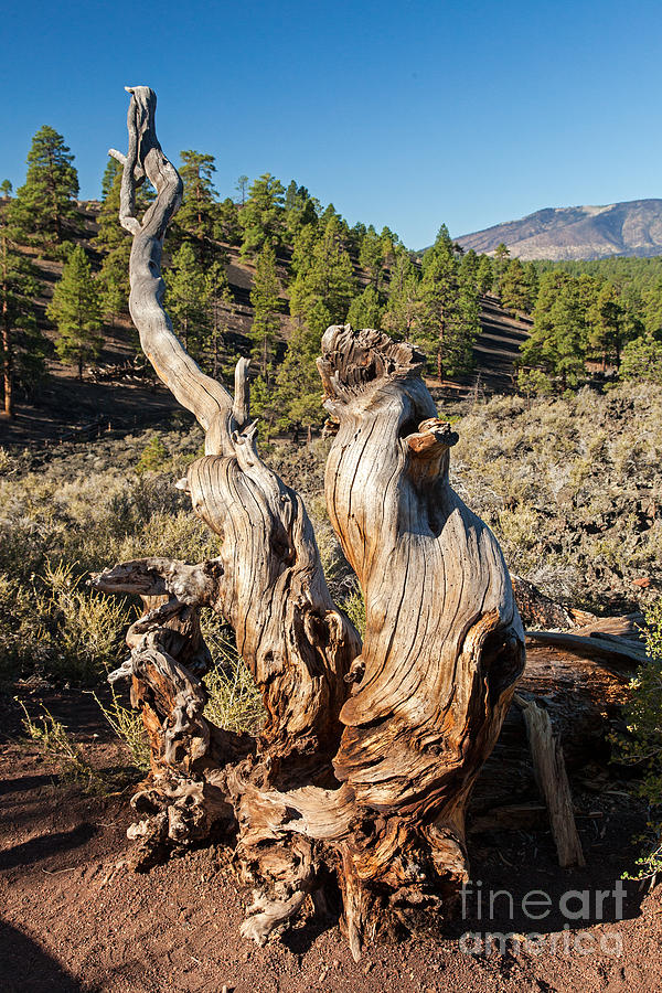 Dead Tree in Sunset Crater Volcano National Monument Photograph by Fred Stearns