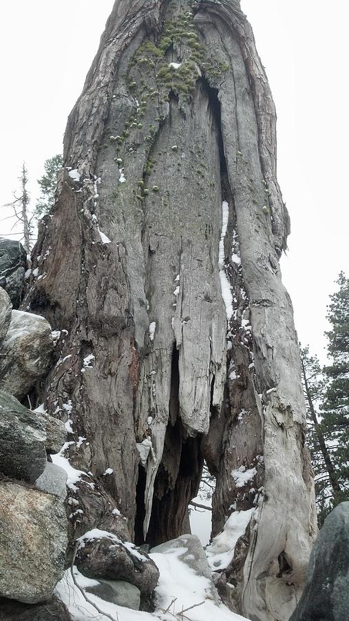 Dead Tree In Winter Photograph