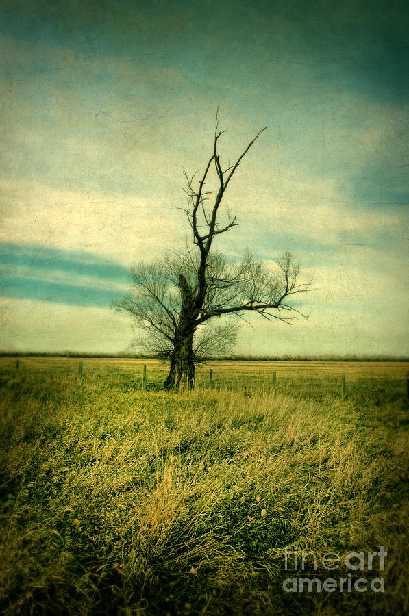 Dead Tree Photograph by Jill Battaglia