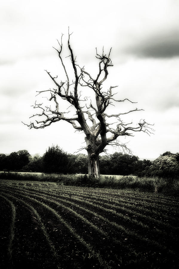 Dead Tree Photograph by Joana Kruse
