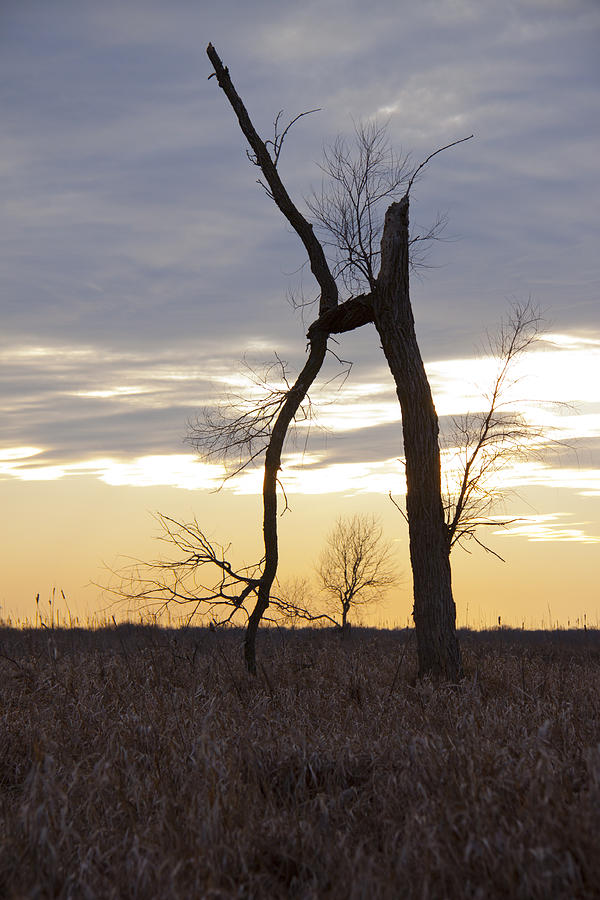 Dead Tree Photograph by Lindsey Weimer