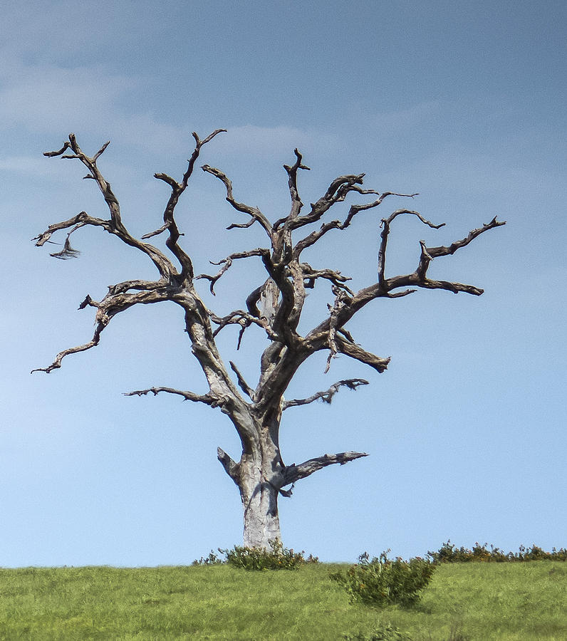 Dead Tree on a hill Photograph by Stuart Wilson | Pixels