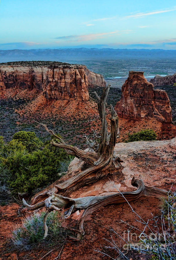 Dead Tree on Cliff Overlooking View of Buttes Photograph by Jill Battaglia