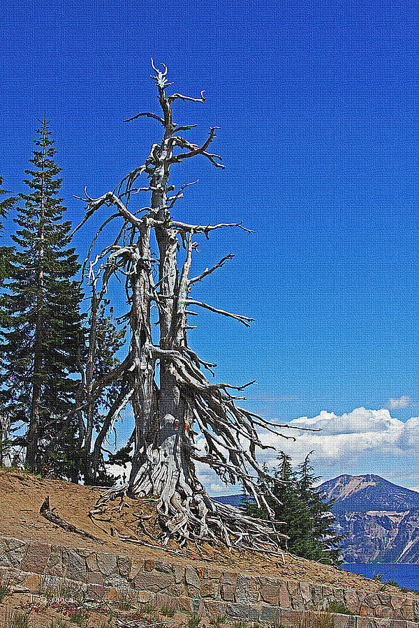 Dead Tree On The Edge Of Crater Lake Photograph by Tom Janca
