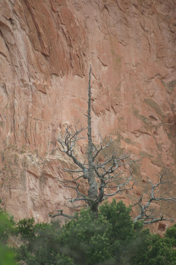 Dead Tree... Red Rock Photograph