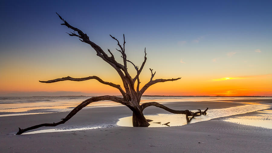 Dead Tree Sunset Photograph by Pierre Leclerc Photography