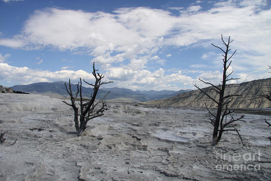 Dead Trees at Mammoth Hot Springs Photograph by Christiane Schulze Art And Photography