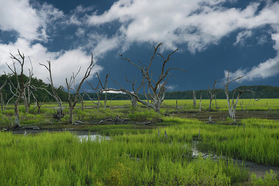 Dead Trees In A Green Marsh Photograph by Larry Keller, Lititz Pa.