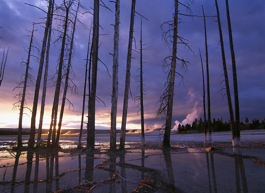 Dead Trees In Lower Geyser Basin Photograph by Tim Fitzharris