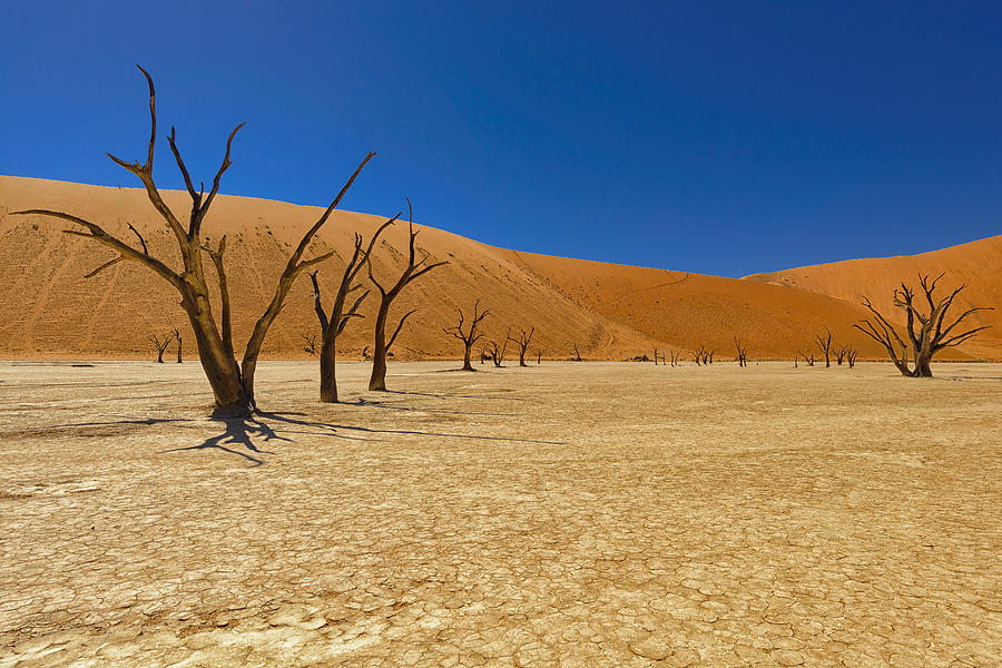 Dead Trees in Naukluft Park Namib Desert Photograph by Paul W Sharpe Aka Wizard of Wonders
