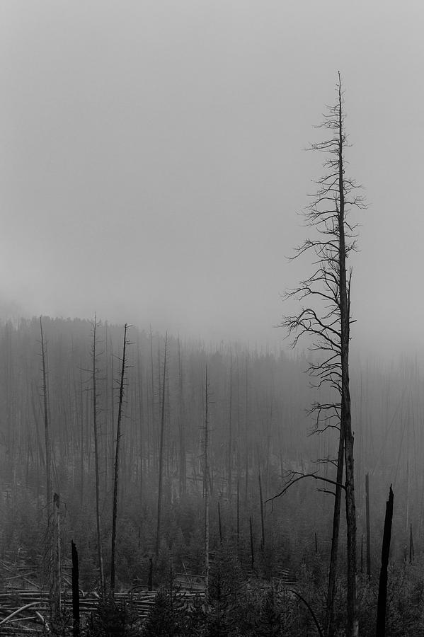 Yellowstone National Park Photograph - Dead Trees Mount Washburn WY by Troy Montemayor
