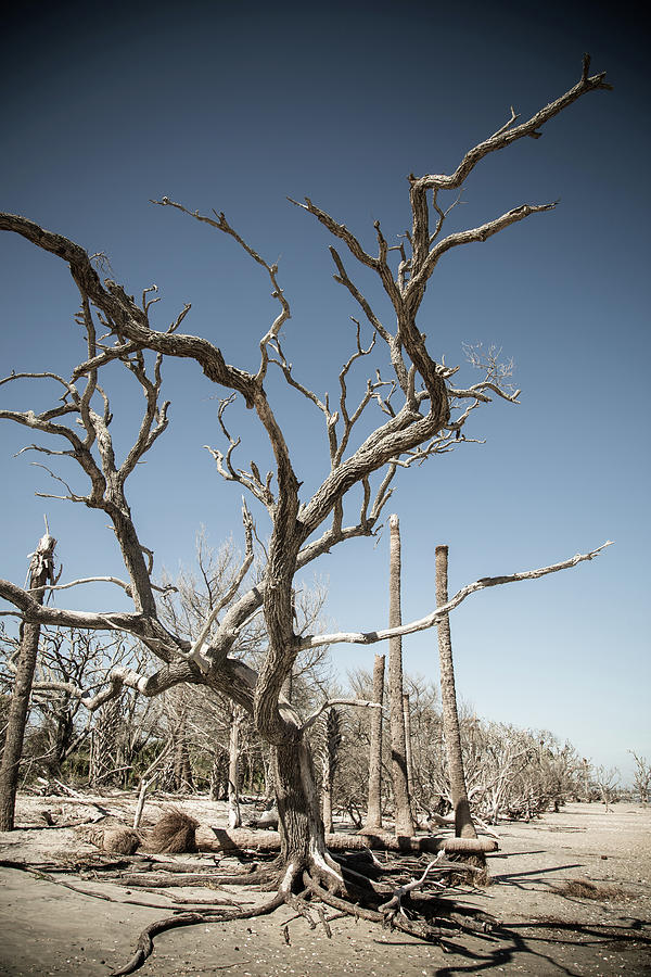 Dead Trees On Beach Photograph by Hal Bergman