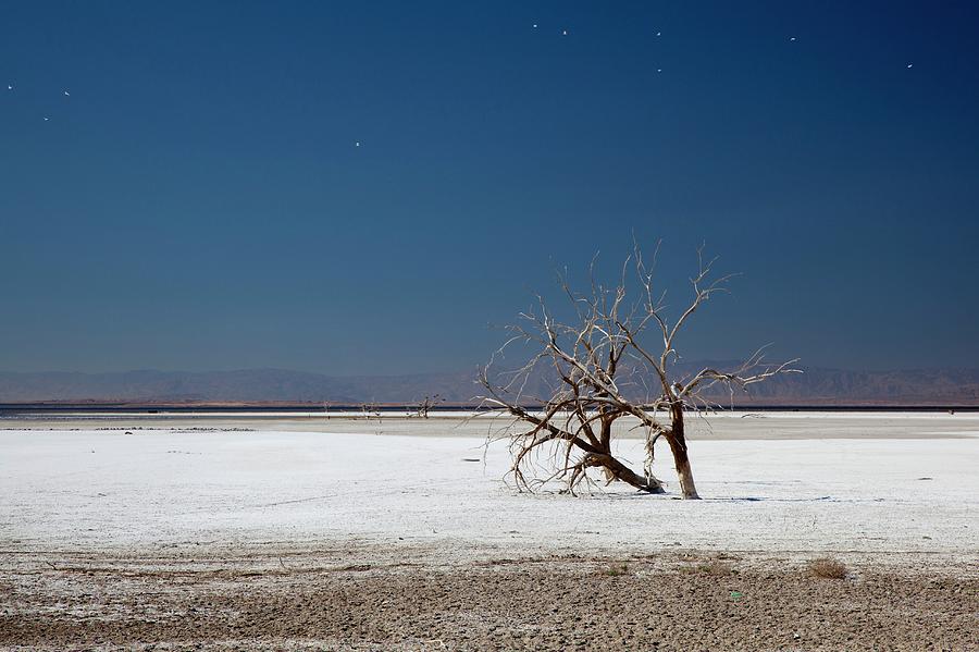 Nature Photograph - Dead Trees On Salt Flat by Jim West