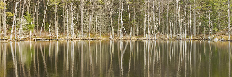 Dead Trees Reflecting On A Maine Beaver  Pond Photograph by Keith Webber Jr