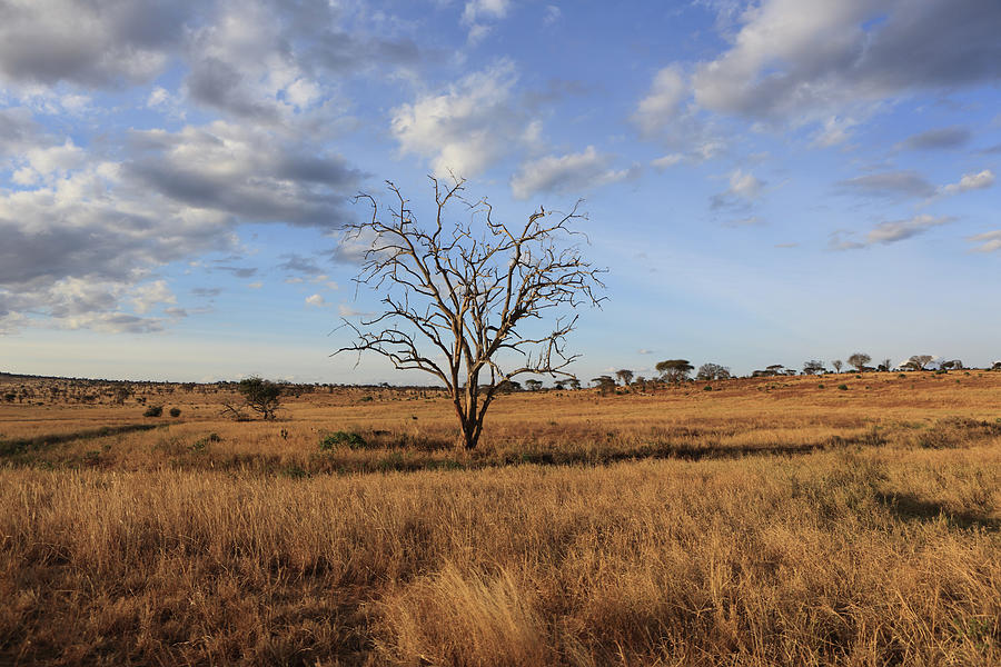 Dead Tree,tsavo National Park, Kenya Photograph by Vincenzo Lombardo