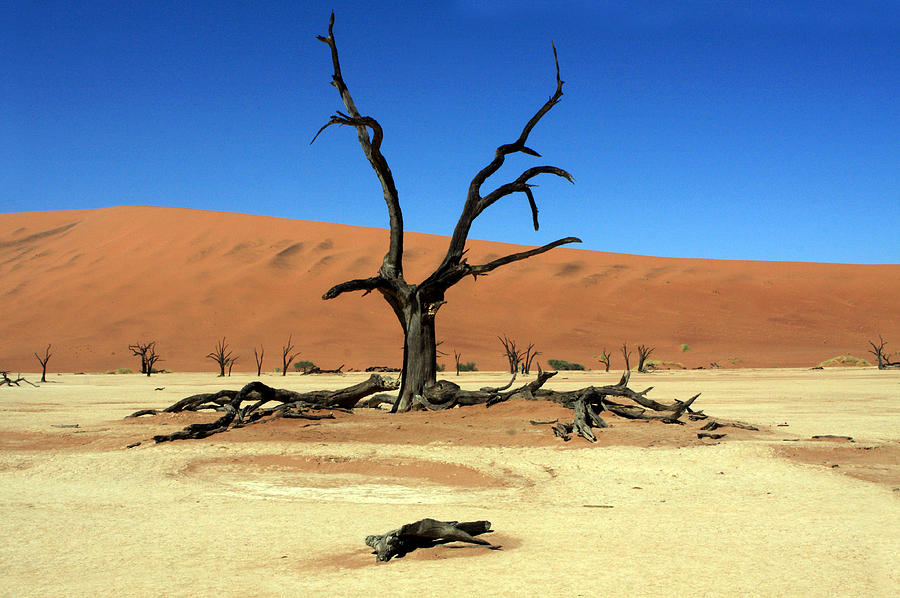 Dead Vlei Tree - Namibia Photograph by Aidan Moran