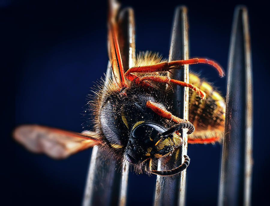 Animal Photograph - Dead Wasp On A Fork by Panoramic Images