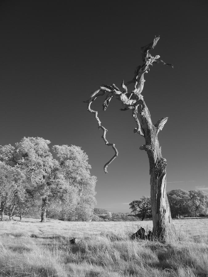 Dead Weathered Photograph by Jennifer Ann Henry - Fine Art America