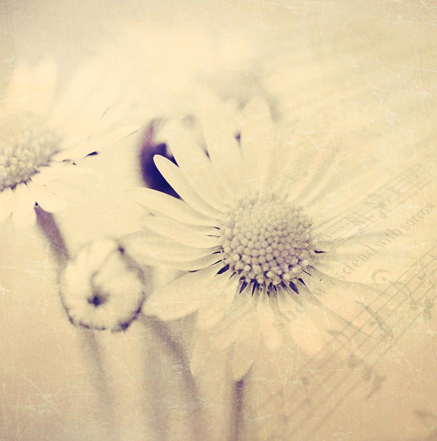 Flower Photograph - Dead With Sorrow by J C