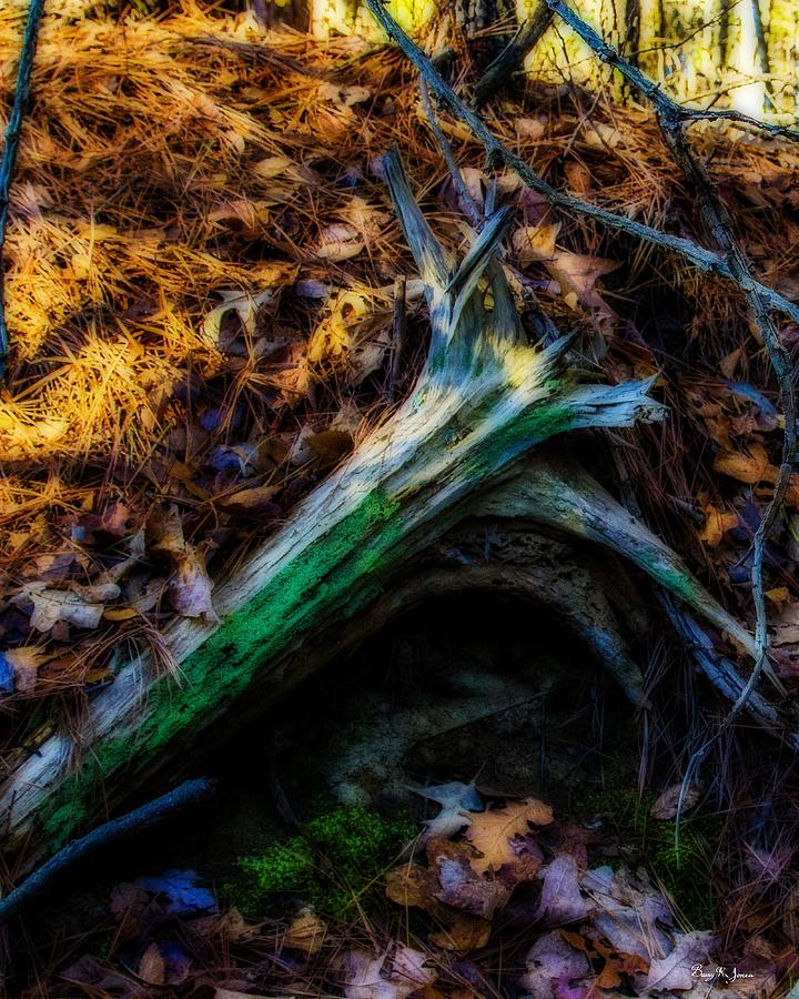 Dead Wood Photograph by Barry Jones