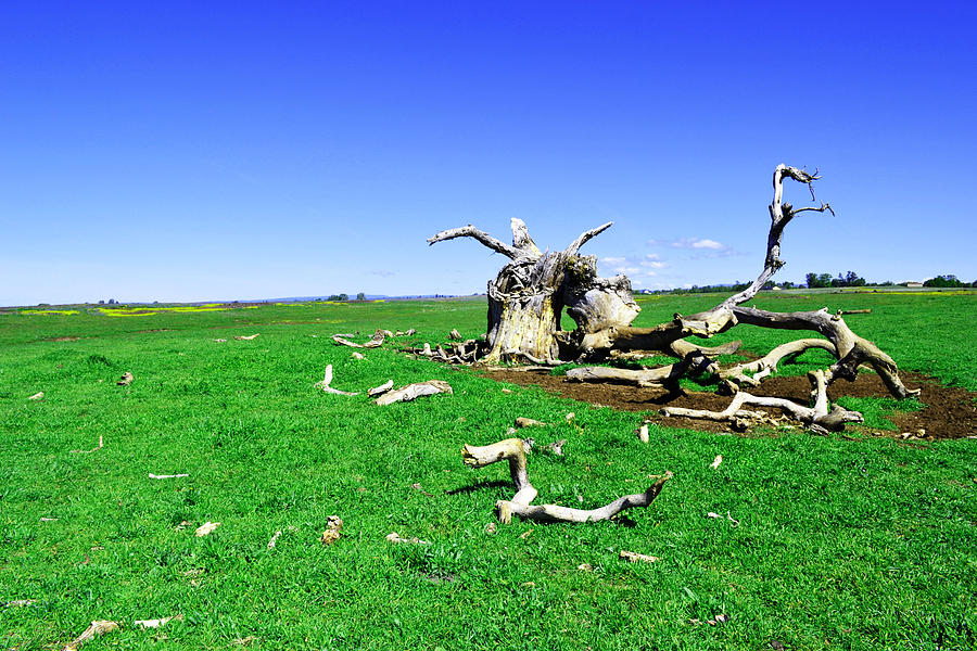 Dead Wood Photograph by Holly Blunkall