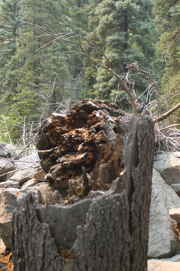 Dead Wood Photograph