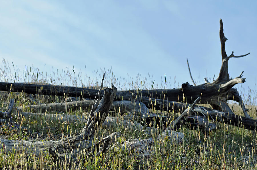 Yellowstone National Park Photograph - Deadfall and Grasses and Brushed Blue Skies by Bruce Gourley