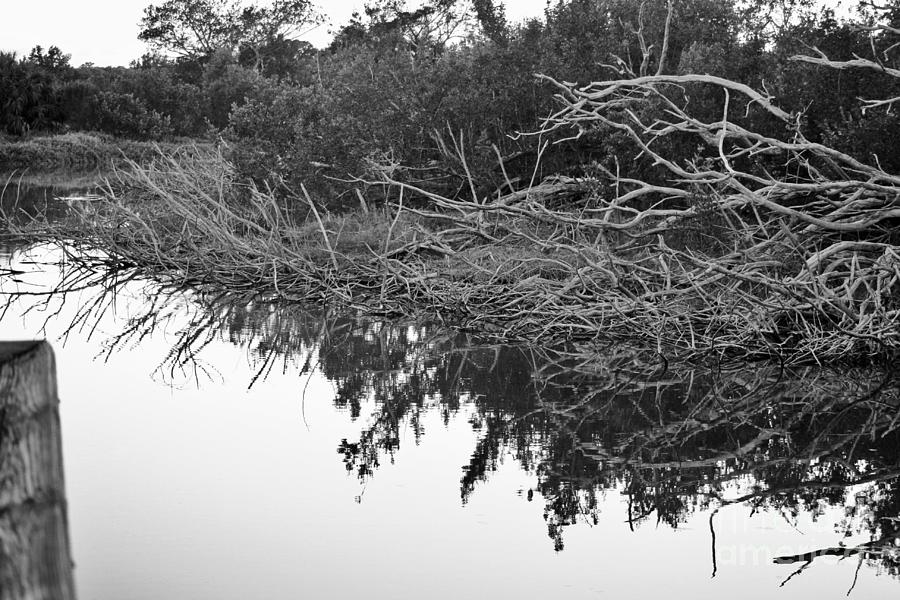 Deadfall Reflection In Black And White Photograph