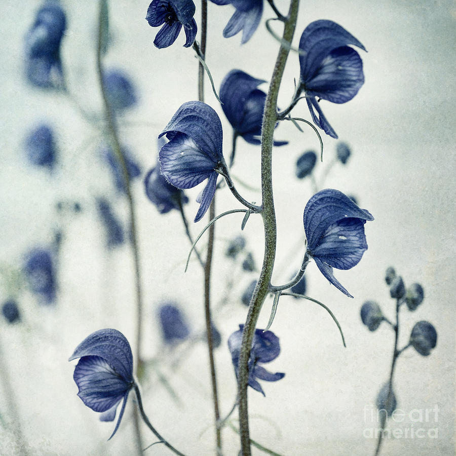 Flower Photograph - Deadly Beauty by Priska Wettstein