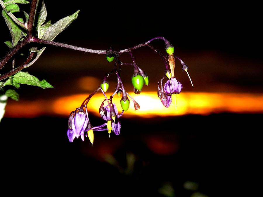 Flower Photograph - Deadly Nightshade by Donnie Freeman