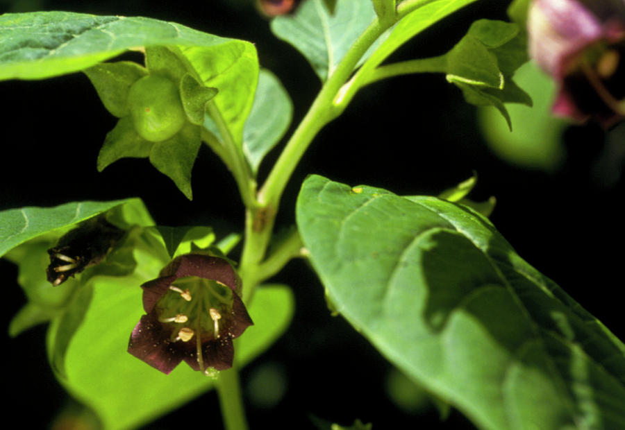 Deadly Nightshade Plant Photograph By Jerry Masonscience Photo Library Pixels 