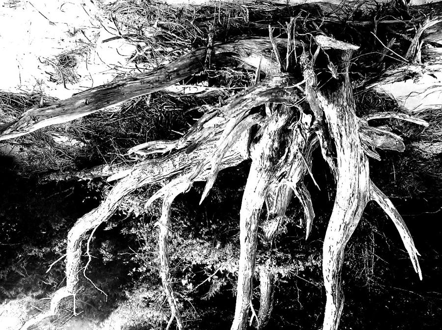 Nature Photograph - Deadtree by Bill Rush