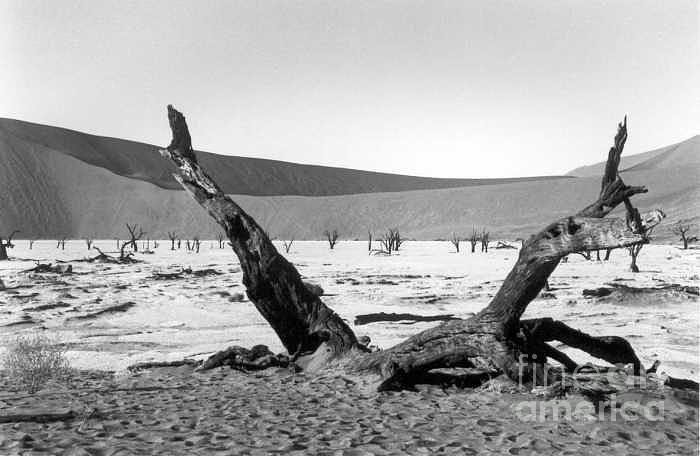 Acacia Trees Photograph - Deadvlei by Susan Chandler Acacia Trees Photograph - Deadvlei by Susan Chandler