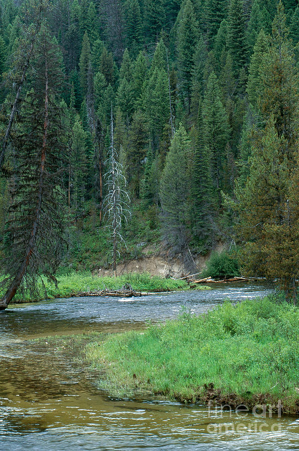 Deadwood River Photograph by William H. Mullins