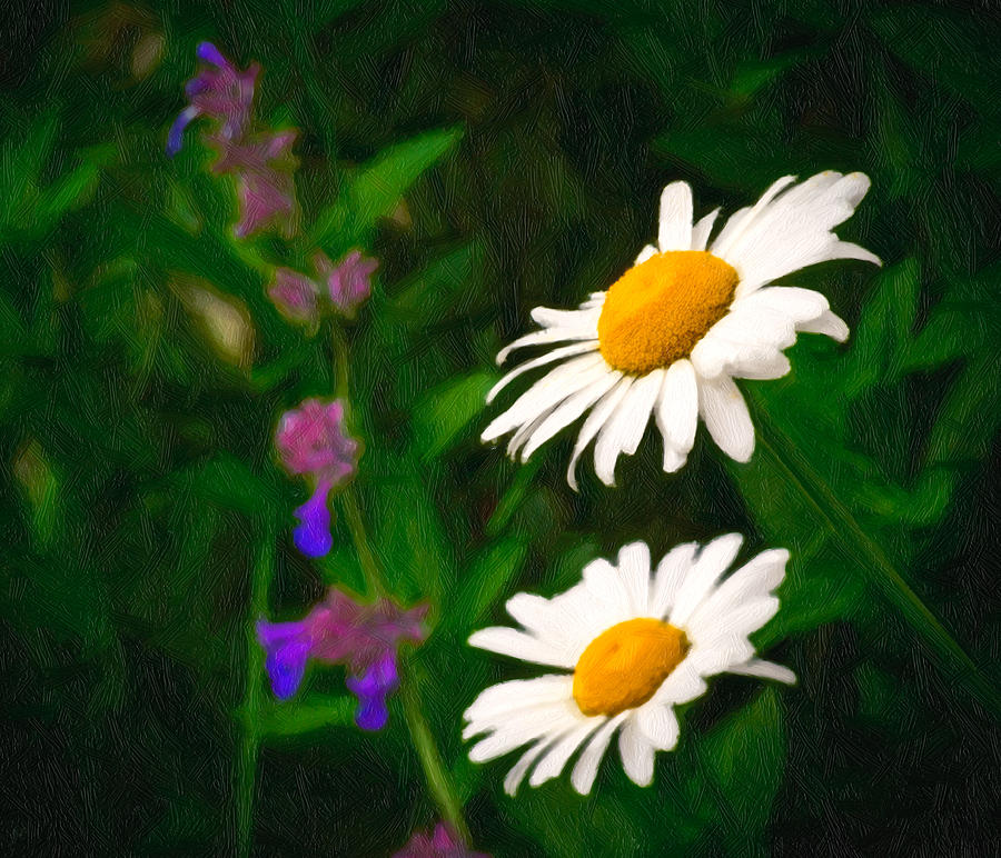 Flower Photograph - Dear Daisy by Garvin Hunter