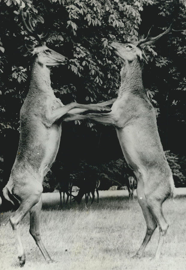 Dear - Deer shall We Dance? Photograph by Retro Images Archive