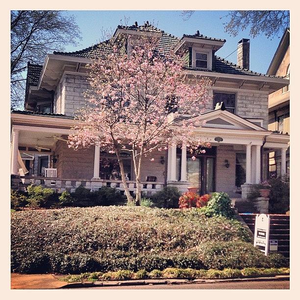 Dear House For Sale With Tulip Poplar Photograph by Elizabeth Fitzgerald
