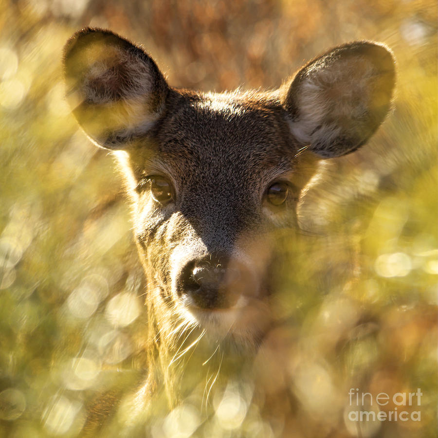 Deer Photograph - Dear Joe by K Hines