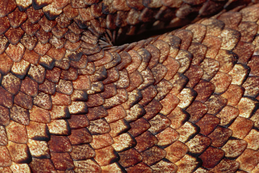 Death Adder Scales Photograph by Michael and Patricia Fogden