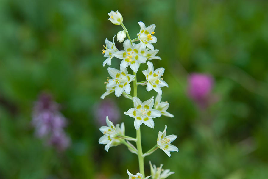 Death Camas Wildflower with Green Background Photograph by Cascade Colors