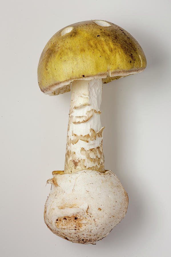 Mushroom Photograph - Death Cap Mushroom by Pascal Goetgheluck/science Photo Library