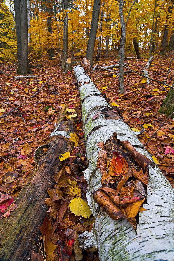 Death Of A Birch Tree Photograph by Jeff Sinon