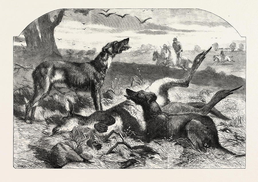 Death Of A Red Forester Or Old Man Kangaroo Drawing by English School ...