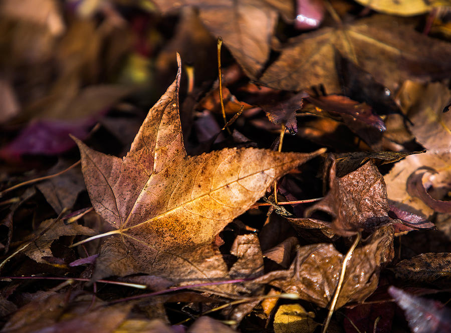 Death of Autumn Photograph by Mark Lucey