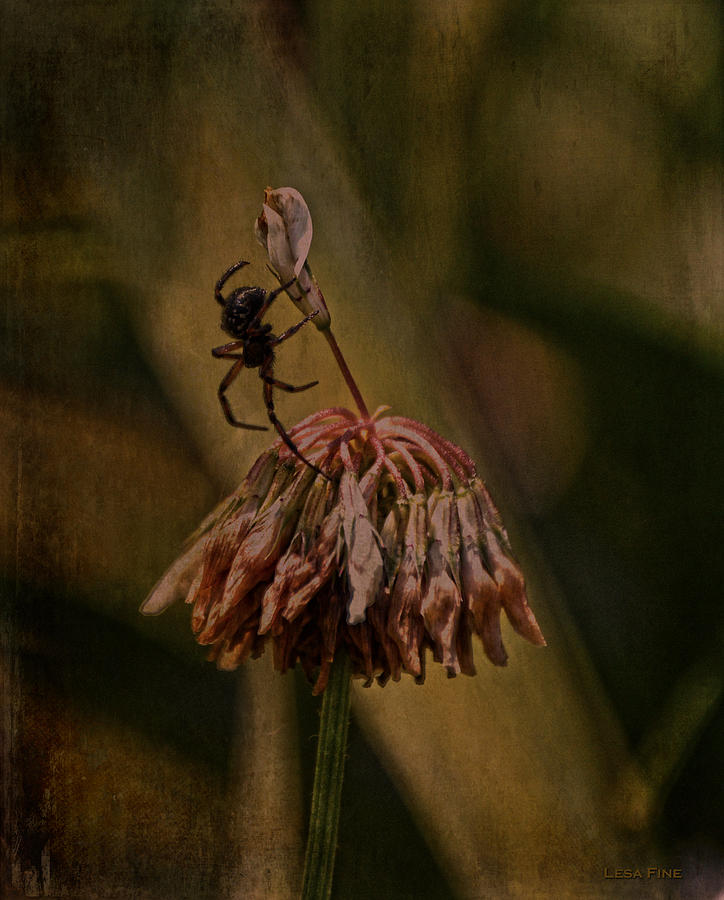Death of The Clover Flower Photograph by Lesa Fine